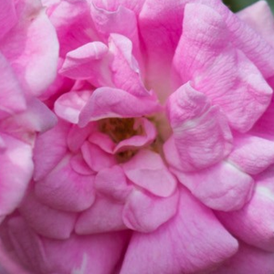 Web trgovina ruža - Ružičasta - ruža penjačica (Rambler) - - - Rosa  Superb Dorothy - Karl Hetzel - -
